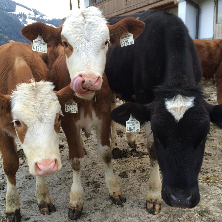 Appartamento Franbichl Brixen im Thale Esterno foto